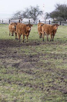 Cow grazing on dirty pasture agriculture crisis