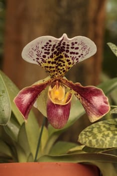 Lady Slipper Orchid flower Paphiopedilum blooms in a greenhouse in spring