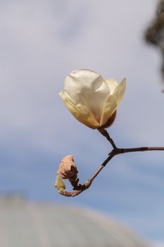 White magnolia flower, Magnolia cylindrica, blooms in a tree in February in Los Angeles, California, United States
