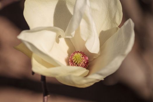 White magnolia flower, Magnolia cylindrica, blooms in a tree in February in Los Angeles, California, United States