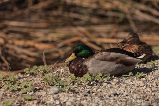 Wild Mallard duck bird, Anas platyrhynchos, at the edge of a pond in Southern California, United States