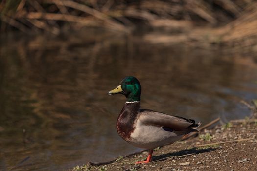 Wild Mallard duck bird, Anas platyrhynchos, at the edge of a pond in Southern California, United States