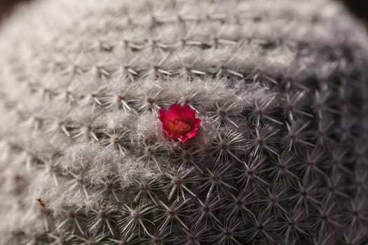 Mammillaria rhodantha cactus blooms with red flowers in summer in a desert garden in California, United States.