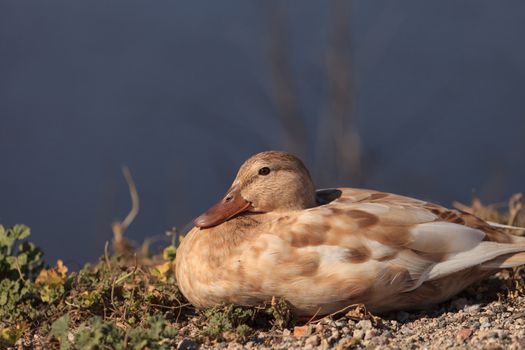 Mottled duck, Anas fulvigula, sitting at the side of a pond at the San Joaquin wildlife sanctuary, Southern California, United States