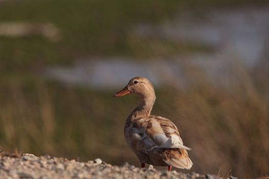 Mottled duck, Anas fulvigula, sitting at the side of a pond at the San Joaquin wildlife sanctuary, Southern California, United States