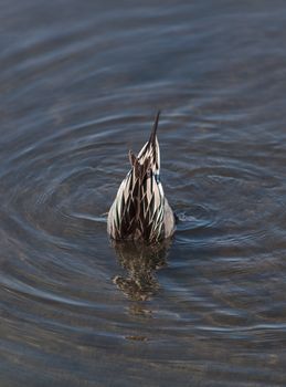 Northern pintail, Anas acuta, duck forages for food in the marsh at the Bolsa Chica Wetlands in Huntington Beach, California, United States