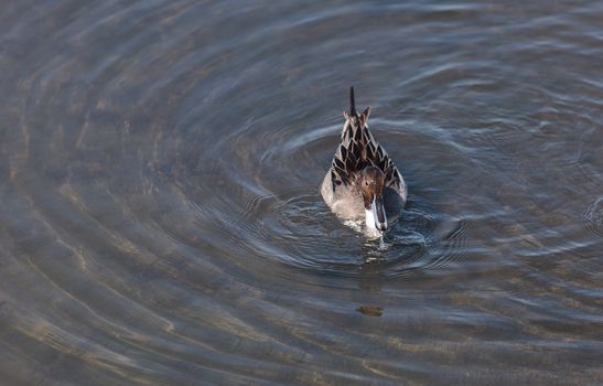 Northern pintail, Anas acuta, duck forages for food in the marsh at the Bolsa Chica Wetlands in Huntington Beach, California, United States