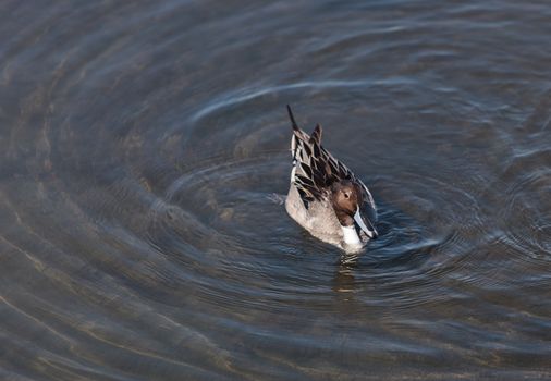 Northern pintail, Anas acuta, duck forages for food in the marsh at the Bolsa Chica Wetlands in Huntington Beach, California, United States