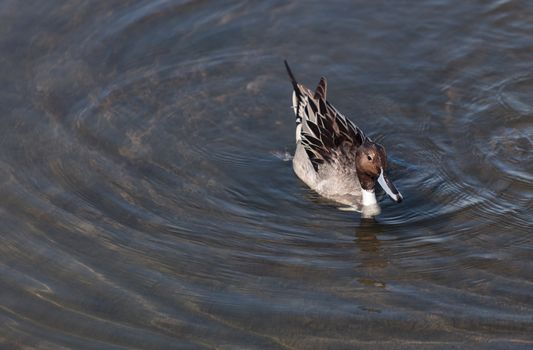 Northern pintail, Anas acuta, duck forages for food in the marsh at the Bolsa Chica Wetlands in Huntington Beach, California, United States