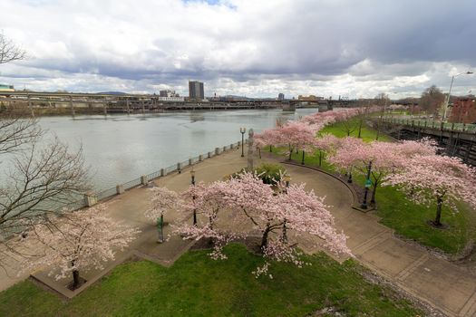 Cherry Blossom trees in bloom at Portland Oregon Waterfront in Spring Season