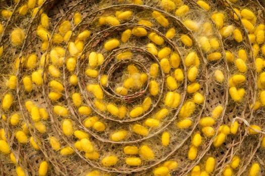 group of silk worm cocoons in nests.