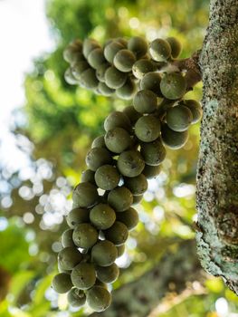 fresh green wollongong hanging on the tree