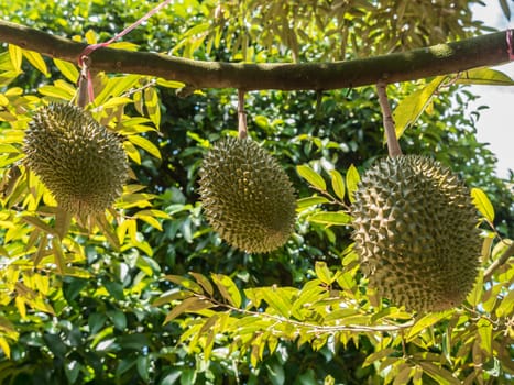 Fresh durian on durian tree in Ease of Thailand.