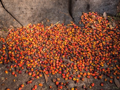 Oil palm fruits before processing in Thailand.