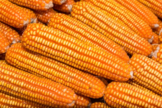 Yellow dried corn bundle and texture background