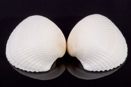 two white seashells isolated on black background.