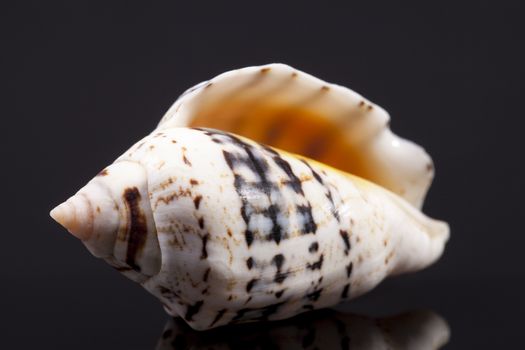 single seashell isolated on black  background, close up