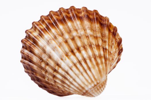 single seashell isolated on white background, close up