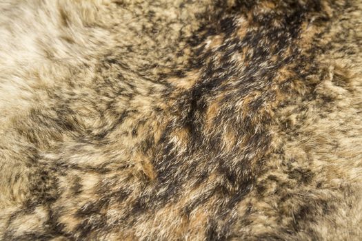 the background texture of the fur pelt of a wild Wolf