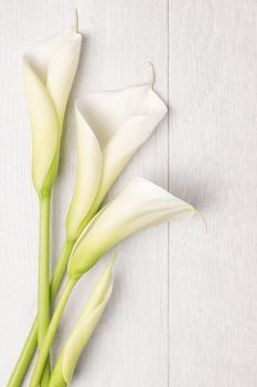 Elegant spring flower, calla lily on rustic wooden table. For wedding background image. Top view with copy space