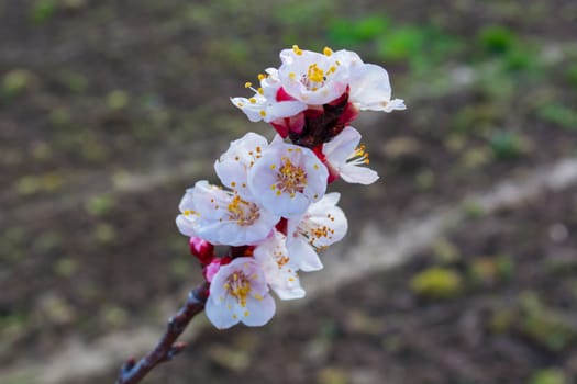 Apricot flowers in early spring