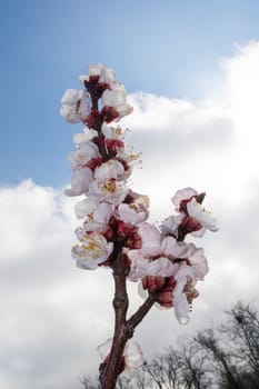 Twig full of apricot flowers in early spring