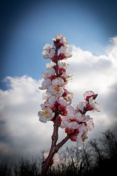 Apricot twig full of flowers in early spring