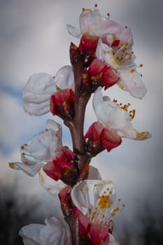 Apricot flower on early spring