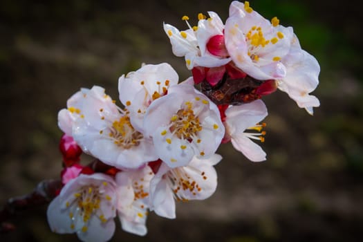 Closeup ow apricot flowers