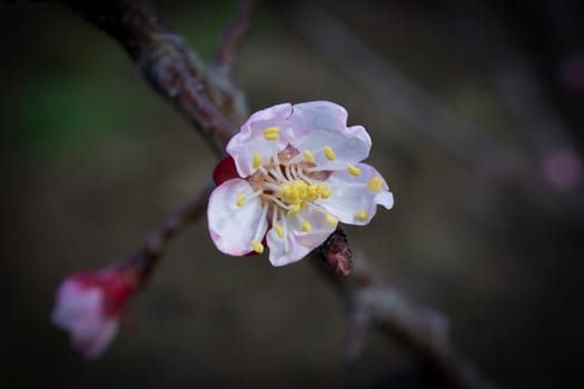 Early spring apricot flower