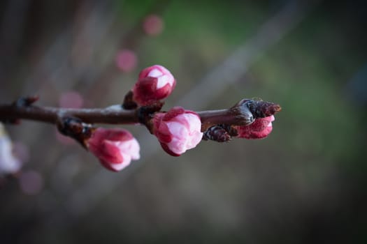Early spring apricot flower