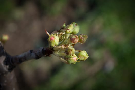 Pear buds in early spring ready to be opened