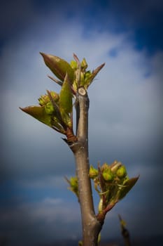 Pear buds in early spring ready to be opened