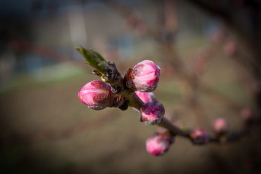 Closeup of peach buds on twig in early spring