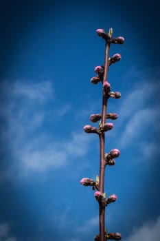 Peach twig with buds in early spring
