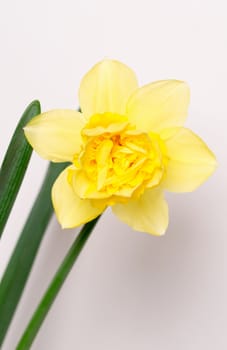 Closeup yellow narcissus blossom, white wall background