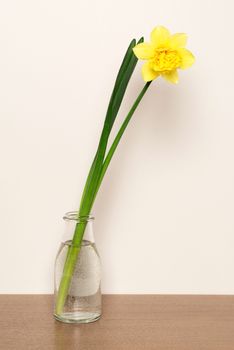 Yellow narcissus in the glass vase on the table