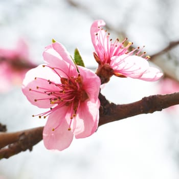 Almond pink flowers isolated on white. Macro shot