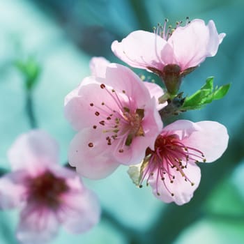 Almond pink flowers isolated on white. Macro shot