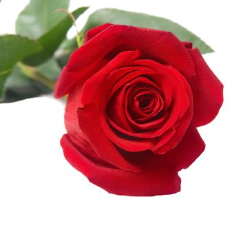 Beautiful red rose isolated on white background