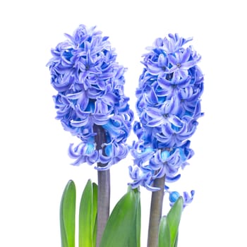 Three blue flowers hyacinthes with green leaves isolated on white