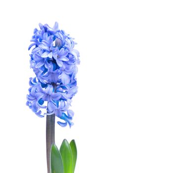 Three blue flowers hyacinthes with green leaves isolated on white