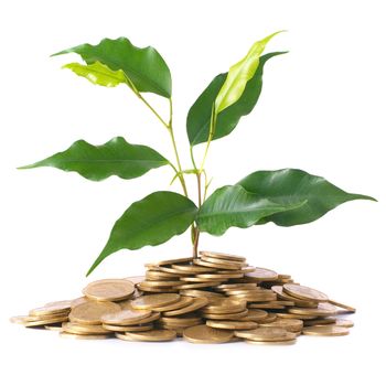 Green plant growing from the coins. Money financial concept.