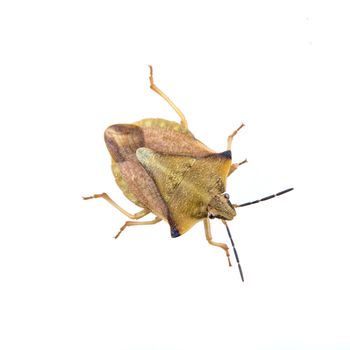 Brown shield bug isolated on a white background
