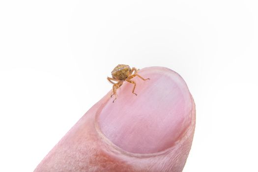 Small brown insect sitting on the finger isolated on a white background