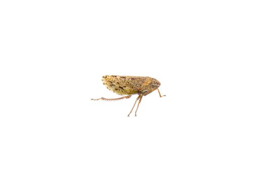 Small brown insect isolated on a white background