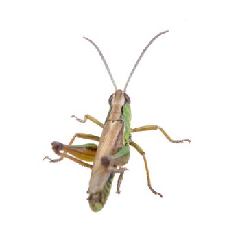 Green brown grasshopper isolated on a white background