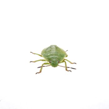 Green shield bug isolated on a white background
