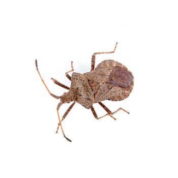 Brown shield bug isolated on a white background