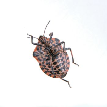 Red black striped shield bug isolated on a white background